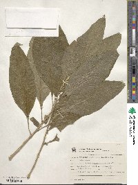 Acnistus arborescens image