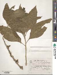 Acnistus arborescens image