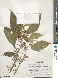 Acnistus arborescens image