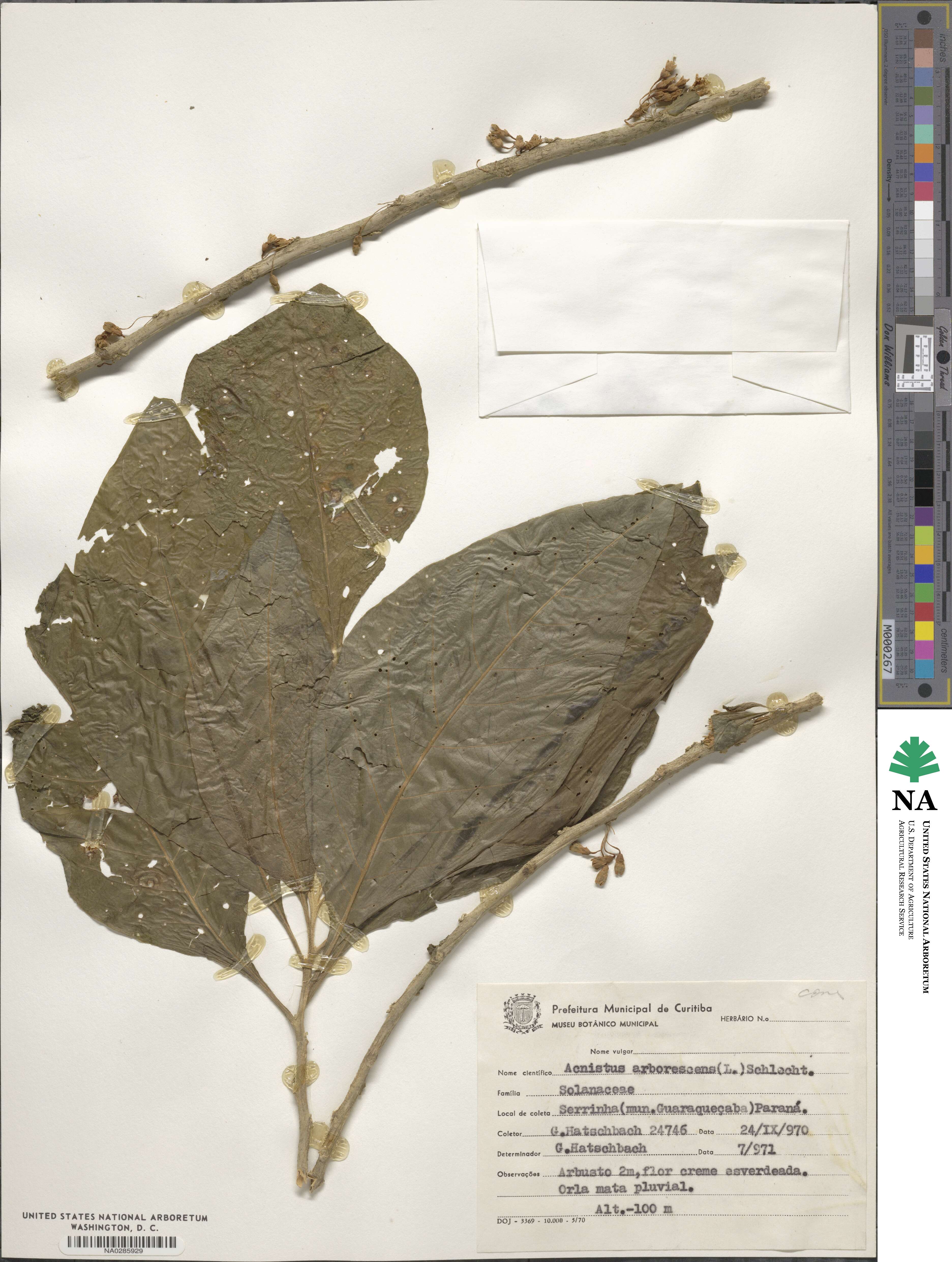 Acnistus arborescens image