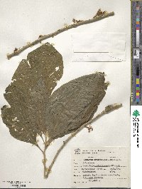 Acnistus arborescens image