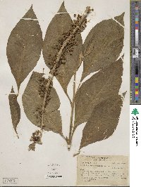 Acnistus arborescens image