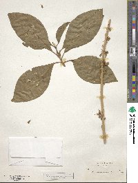 Acnistus arborescens image