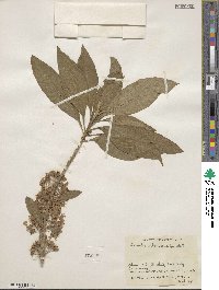 Acnistus arborescens image