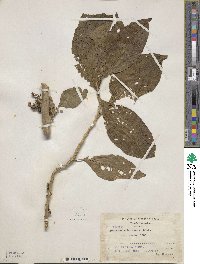 Acnistus arborescens image