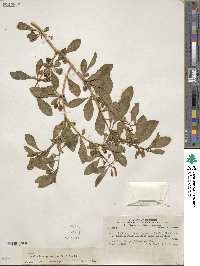 Dunalia spathulata image