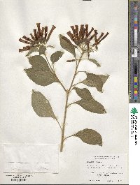 Iochroma cyaneum image