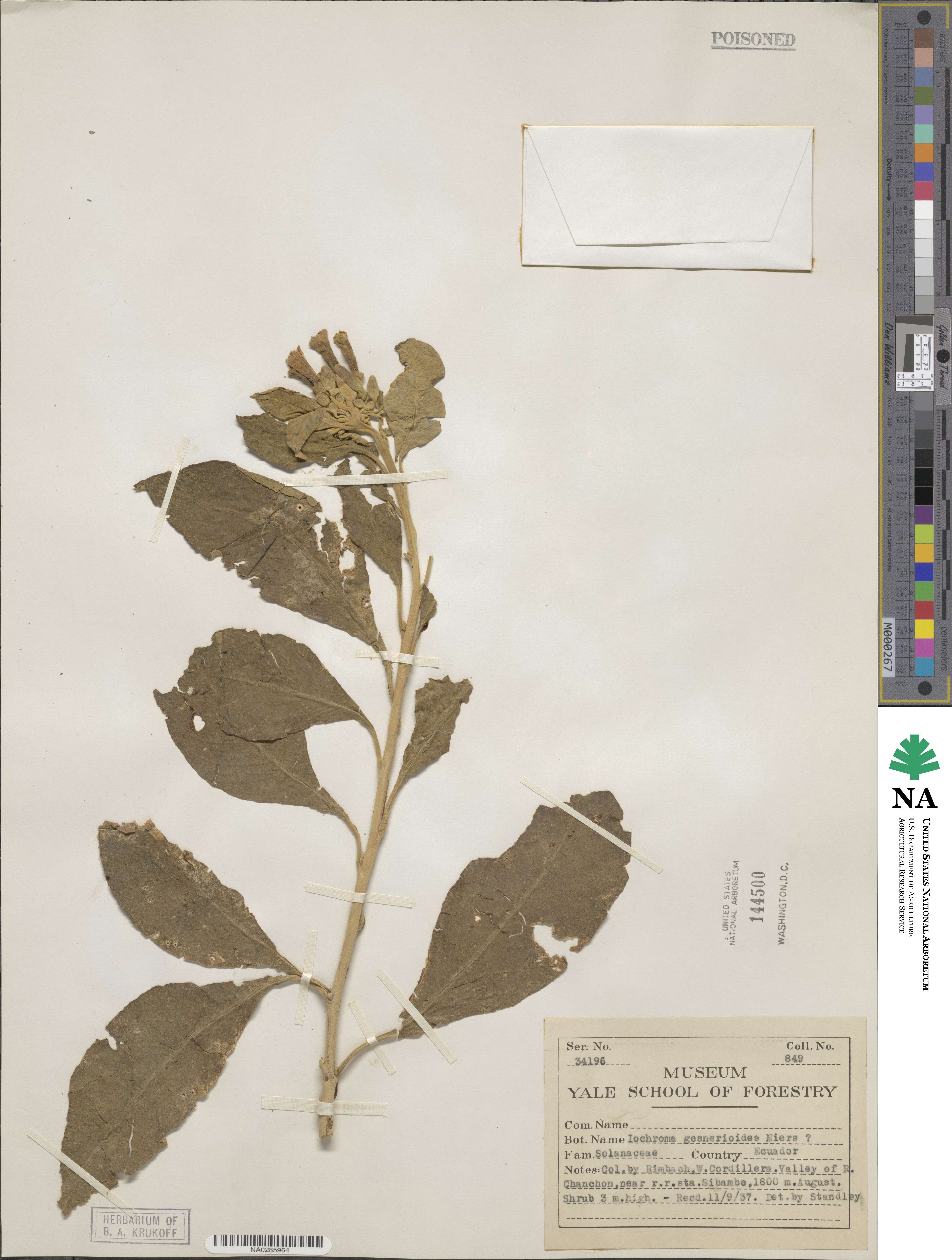 Iochroma gesnerioides image