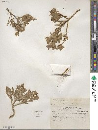 Nolana humifusa var. plicata image