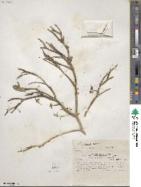 Nolana humifusa var. plicata image