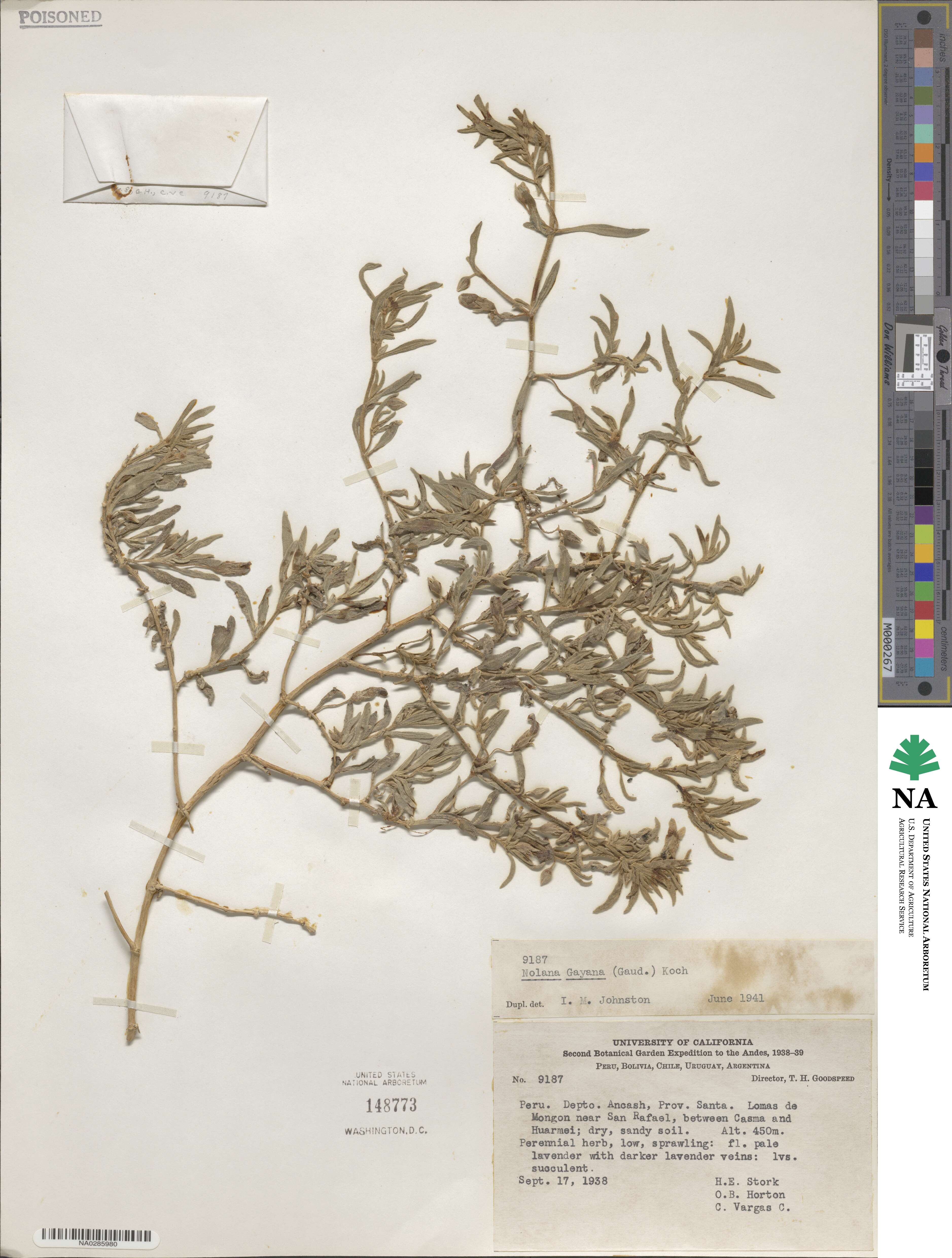 Nolana crassulifolia subsp. revoluta image