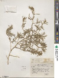 Nolana crassulifolia subsp. revoluta image