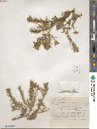 Image of Nolana crassulifolia