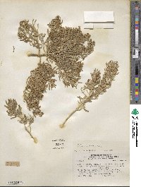 Nolana crassulifolia image