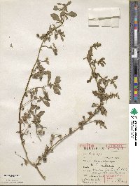 Nolana prostrata image