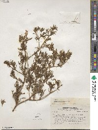 Nolana tarapacana subsp. thinophila image