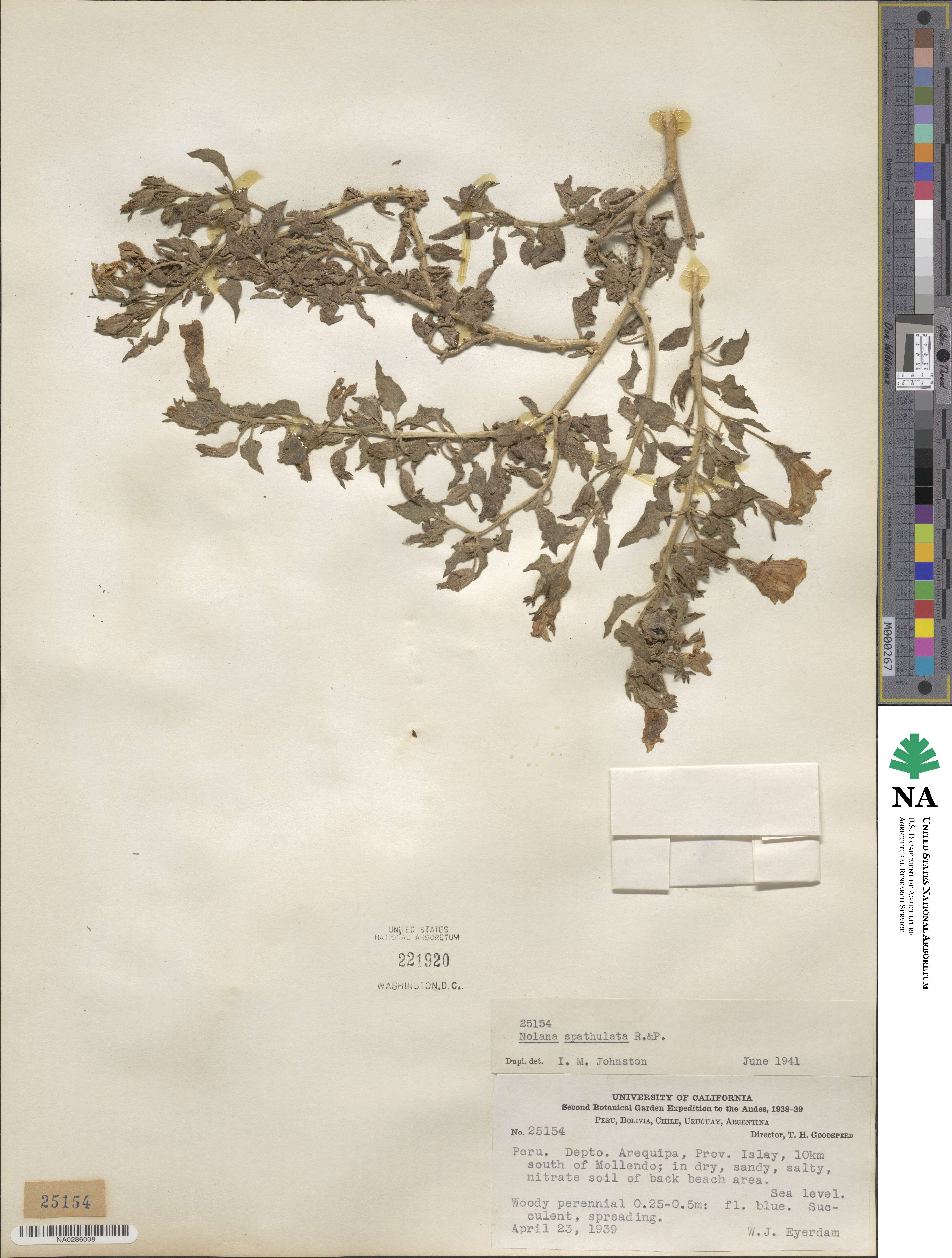 Nolana humifusa subsp. spathulata image