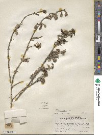 Nolana humifusa subsp. spathulata image