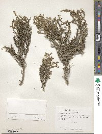 Nolana sedifolia image