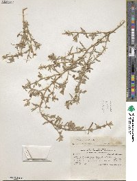 Nolana crassulifolia subsp. revoluta image