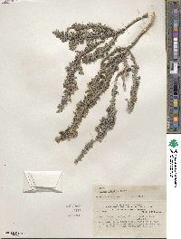 Nolana crassulifolia subsp. revoluta image