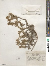 Nolana crassulifolia image