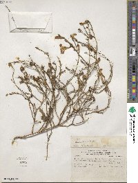 Nolana rostrata image