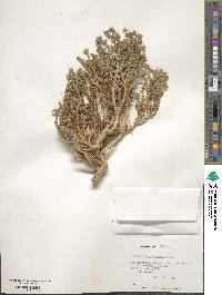 Nolana leptophylla image