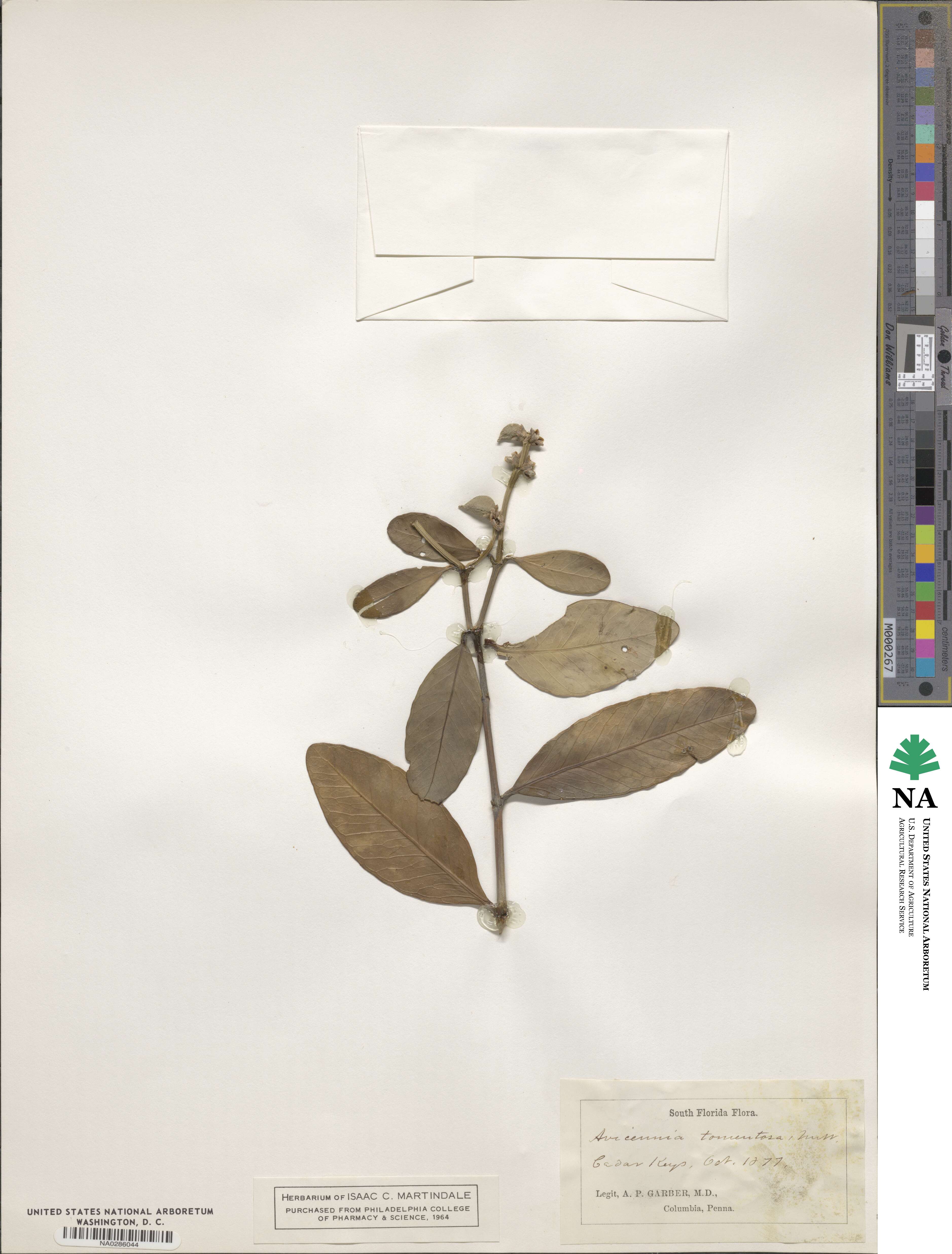 Avicennia tomentosa image