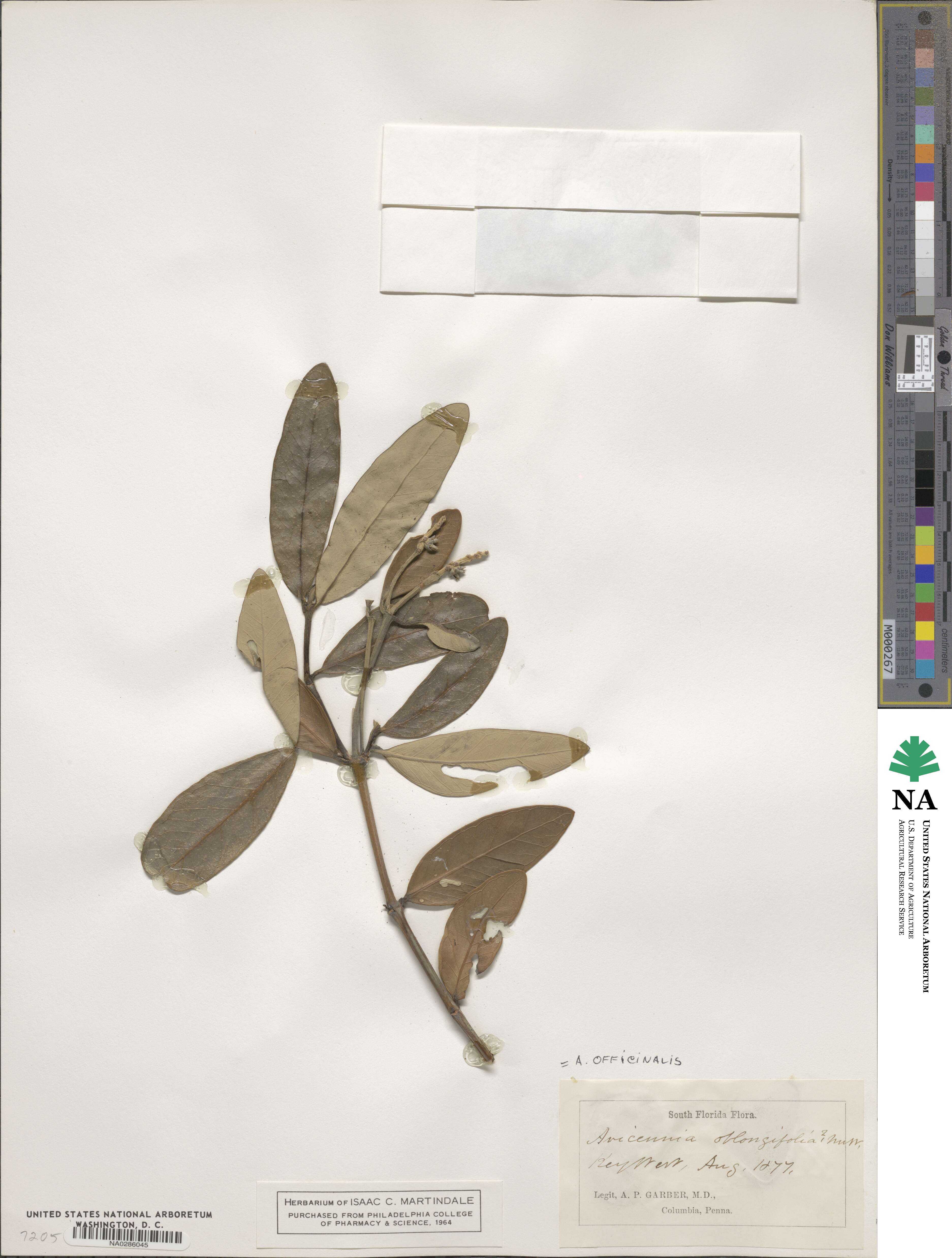 Avicennia image