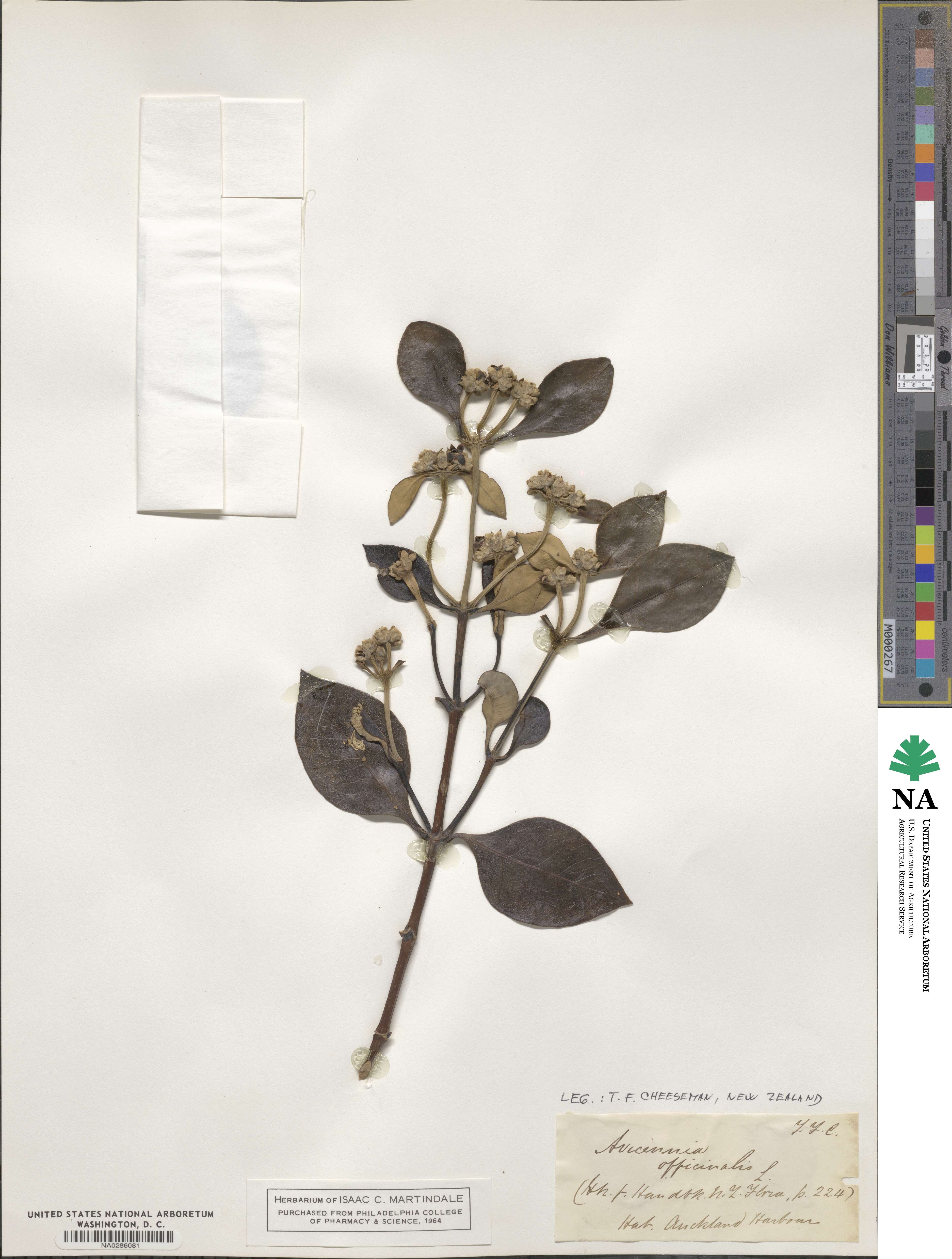 Avicennia officinalis image