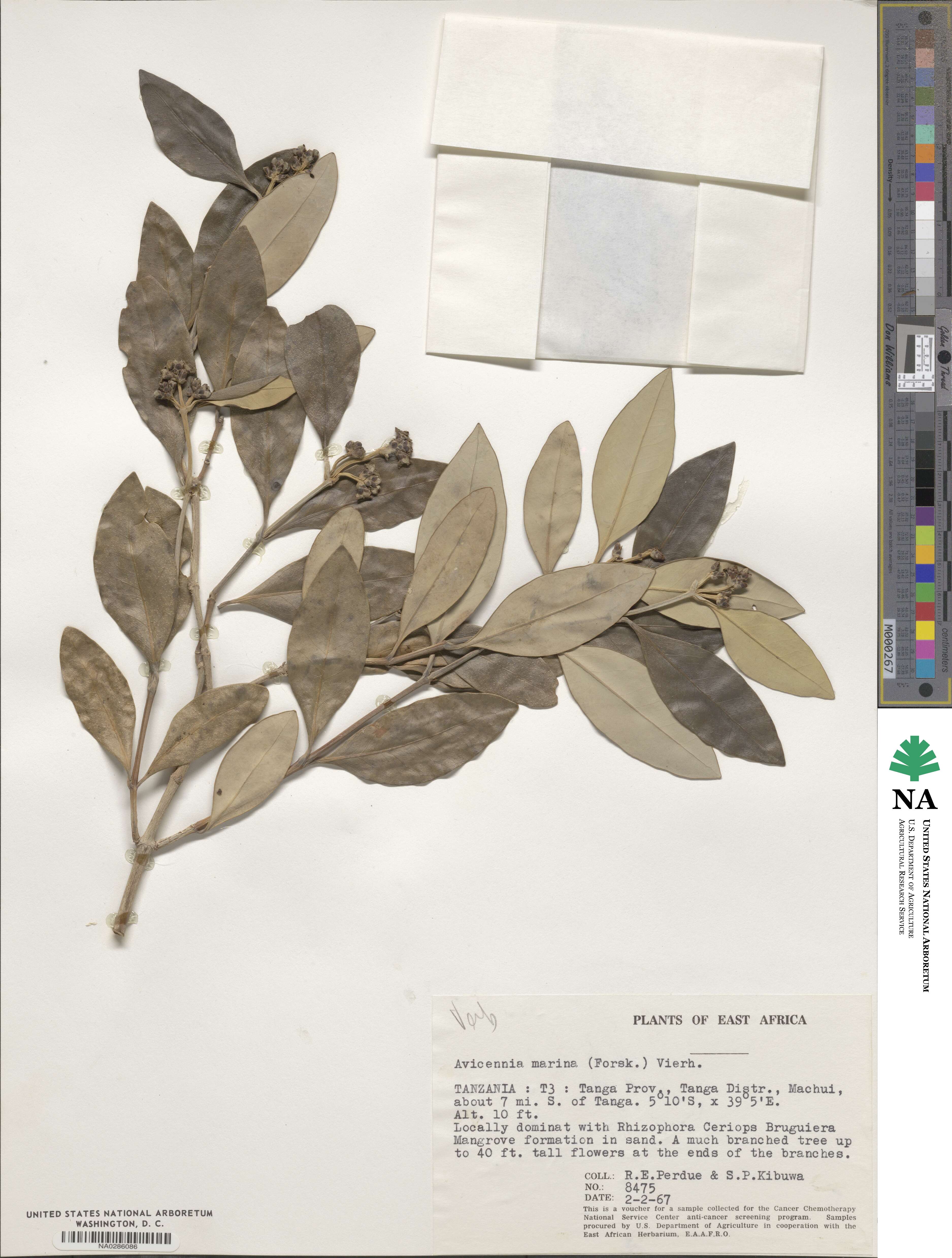 Avicennia marina image