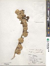 Nicandra physalodes image