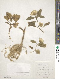 Nicandra physalodes image