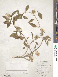 Nicandra physalodes image