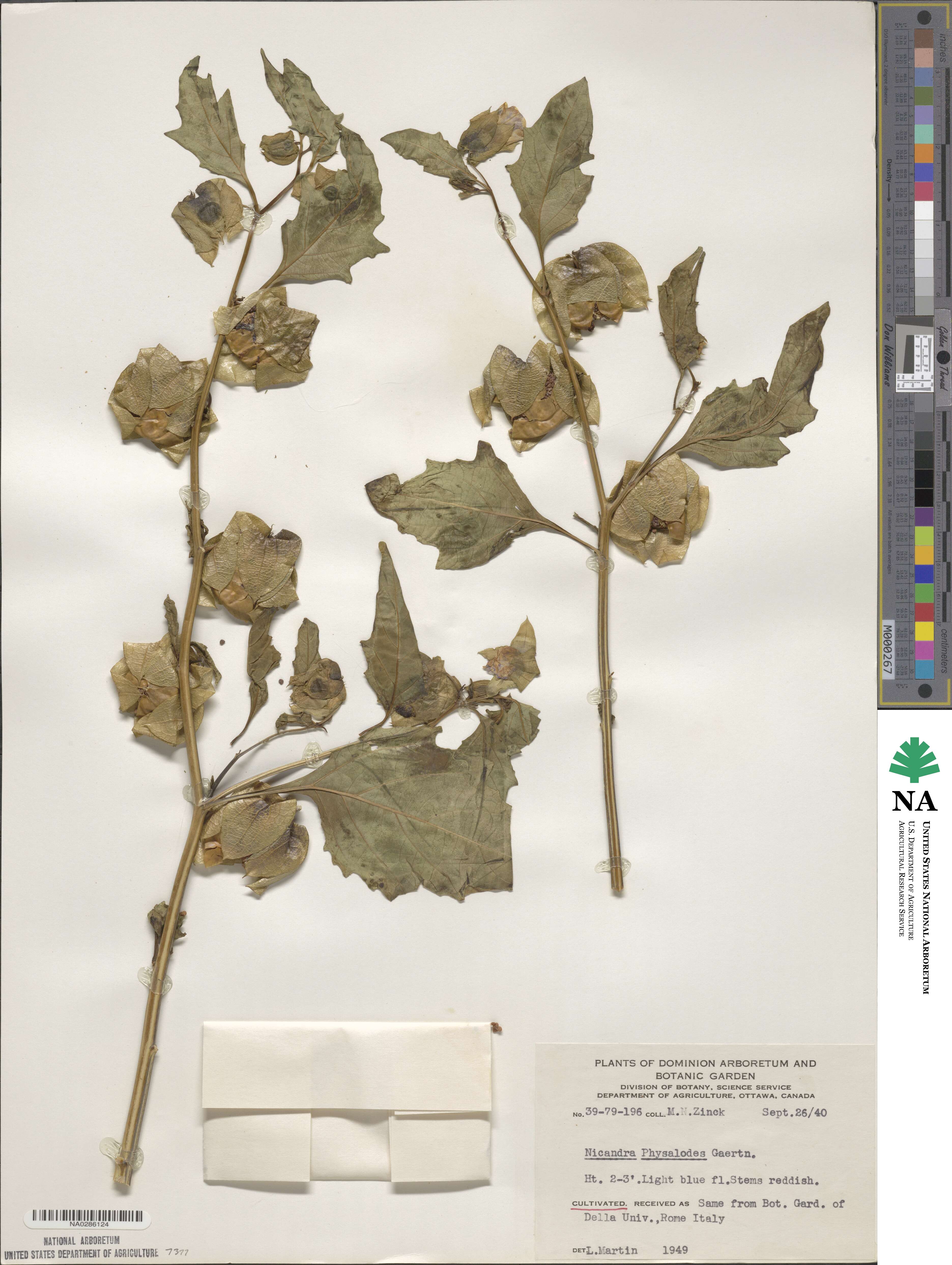 Nicandra physalodes image