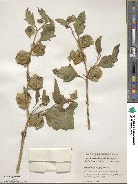 Nicandra physalodes image