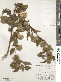 Nicandra physalodes image