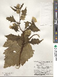 Nicandra physalodes image