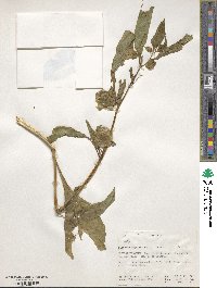 Nicandra physalodes image