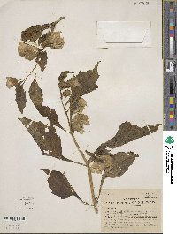 Nicandra physalodes image