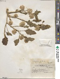 Nicandra physalodes image