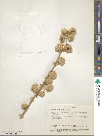 Nicandra physalodes image