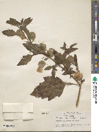 Nicandra physalodes image