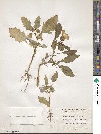 Nicandra physalodes image