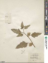 Nicandra physalodes image