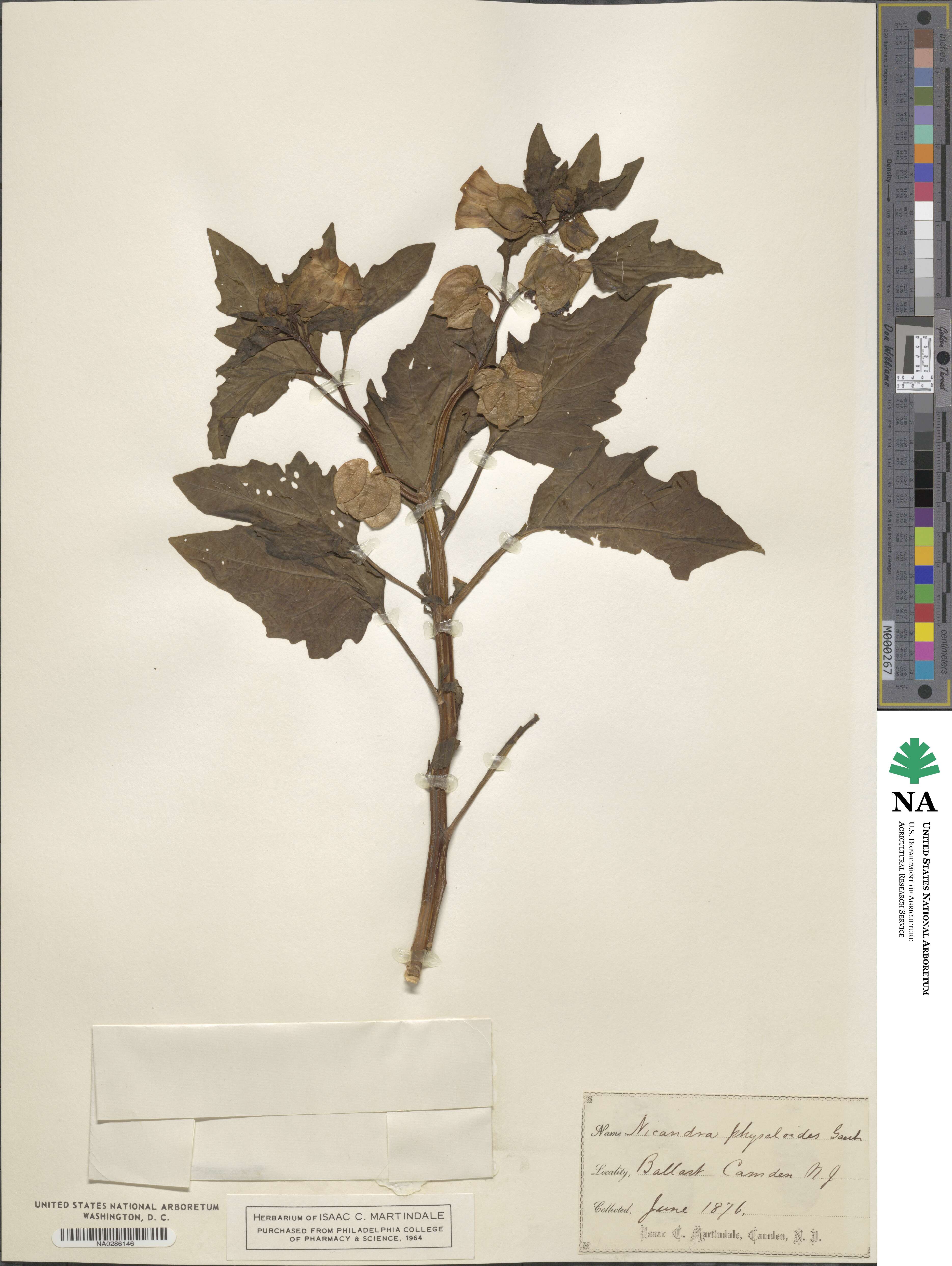 Nicandra physalodes image