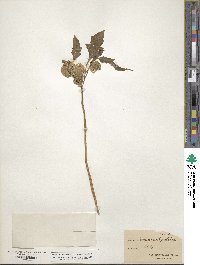 Nicandra physalodes image