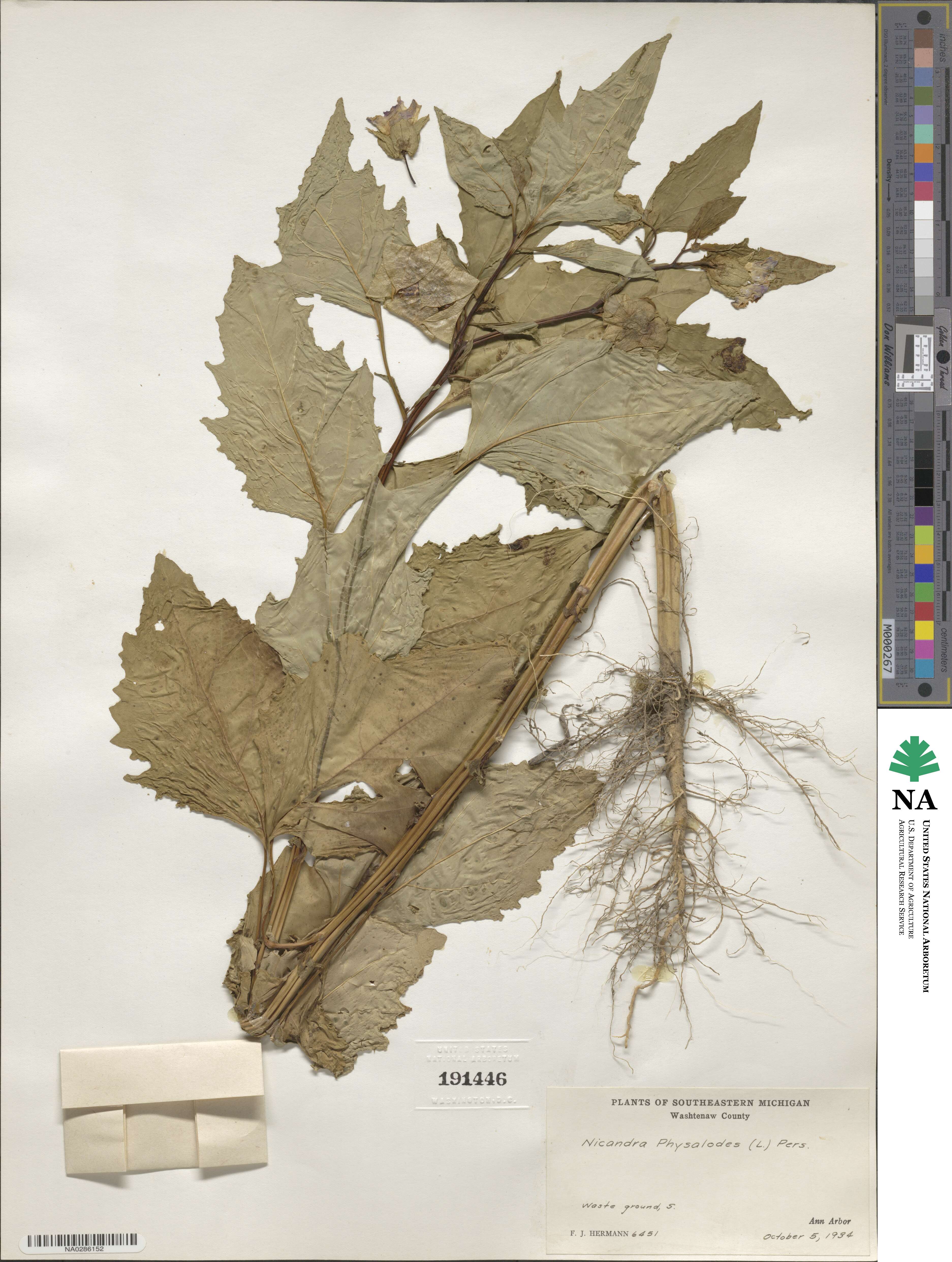 Nicandra physalodes image