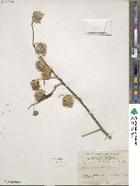 Nicandra physalodes image